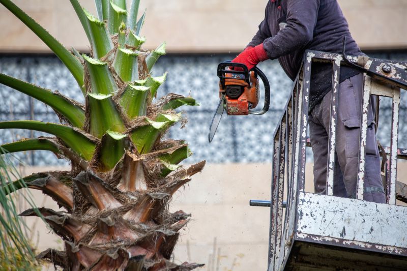 Tree Removal Service