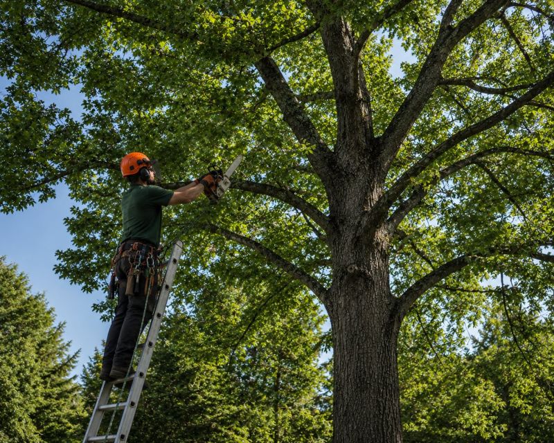 Canopy Pruning in Reno, NV