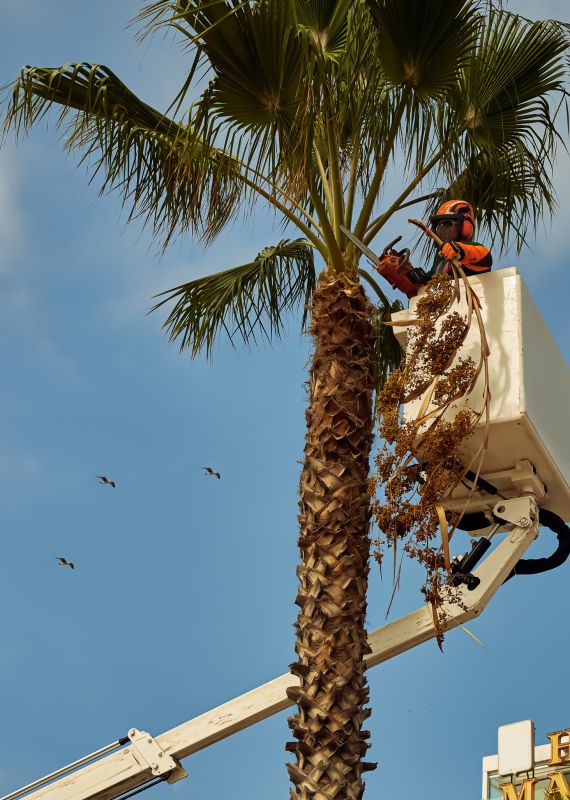 Tree Removal Service