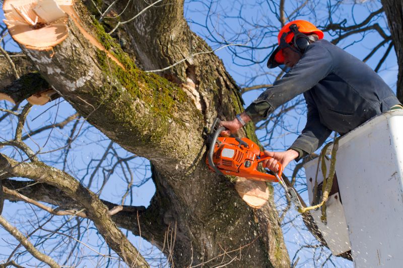Dead Tree Removal in Pottstown, PA