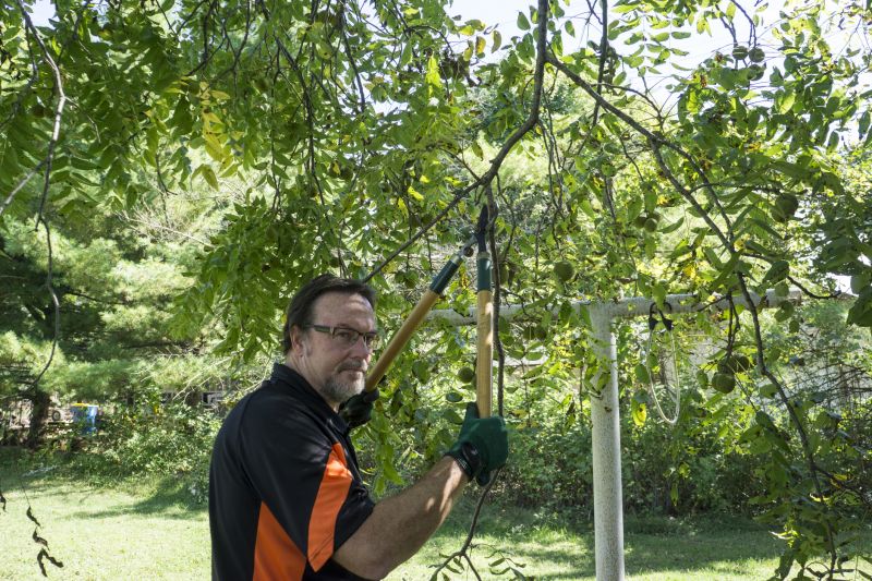 Limbs Trimming in Reno, NV