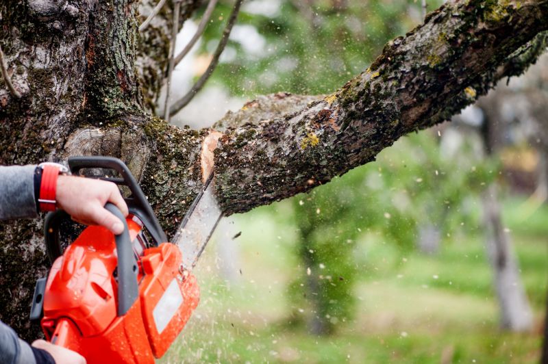Tree Branch Cutting in Reno, NV