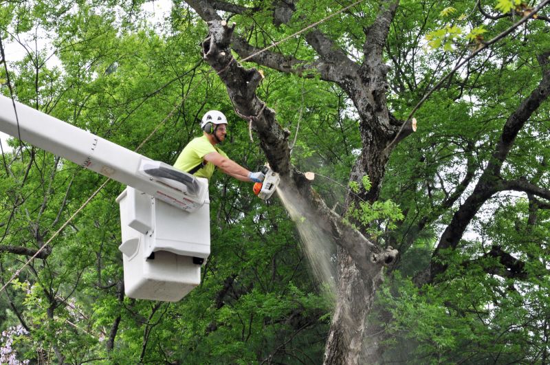 Tree Removal Service in Aiken, SC