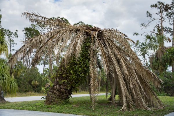 Palm Tree Elimination - Palm Tree Elimination Weatherford, Texas