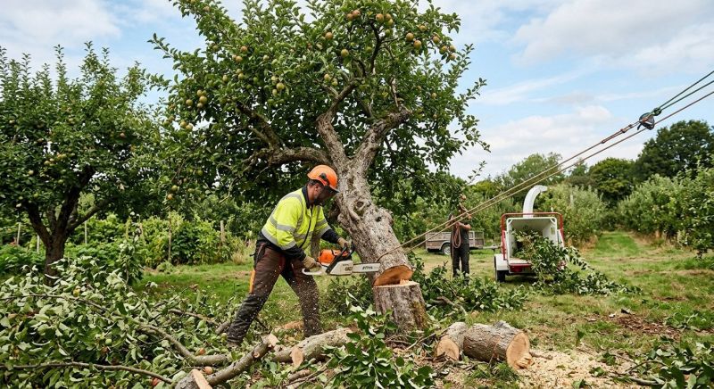 Apple Tree Removal in Aiken, SC