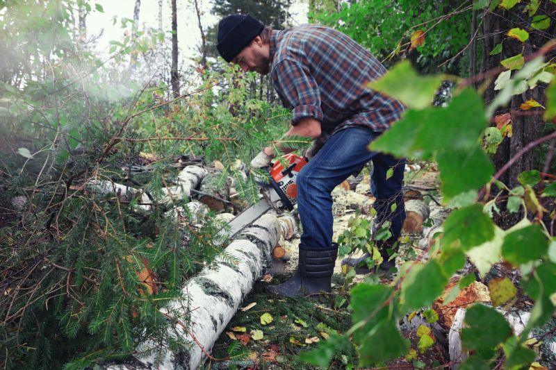 Birch Tree Removal in Bucks County, PA