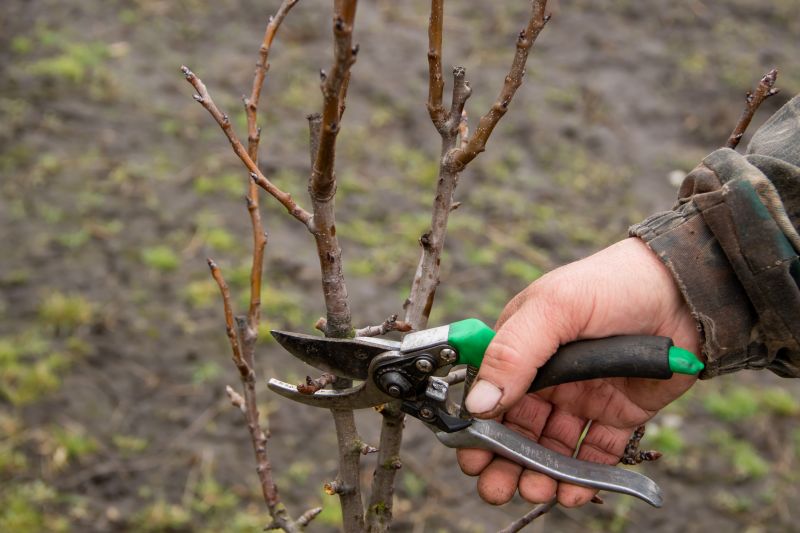 Bradford Pear Tree Pruning in Reno, NV