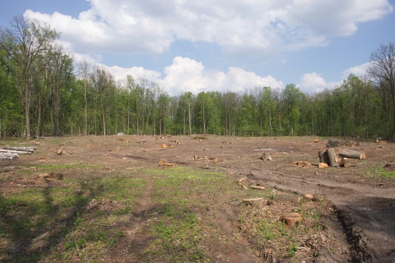 Bushes Clearing in Cumming, GA