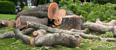 Commercial Tree Removal in Bucks County, PA
