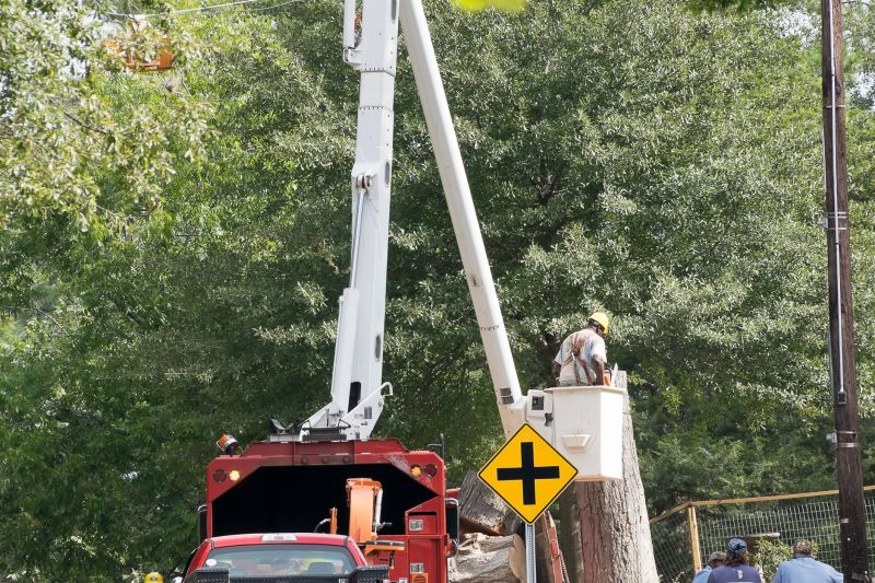 Commercial Tree Service in Reno, NV