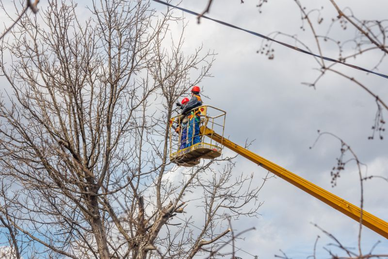 Commercial Tree Trimming in Pottstown, PA