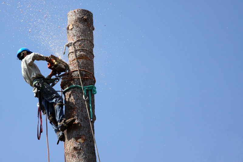 Commercial Tree Trimming in Littleton, CO