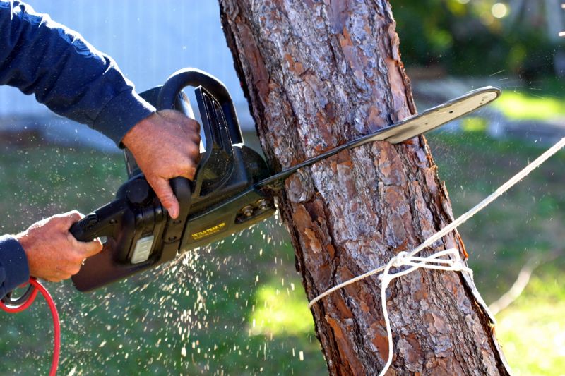 Cypress Tree Removal in Pottstown, PA
