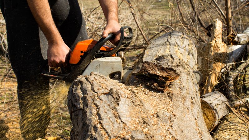 Cypress Tree Removal in Bucks County, PA