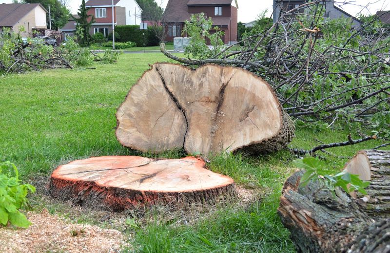 Dead Tree Removal in San Jose, CA