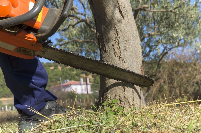 Dead Tree Removal in San Jose, CA