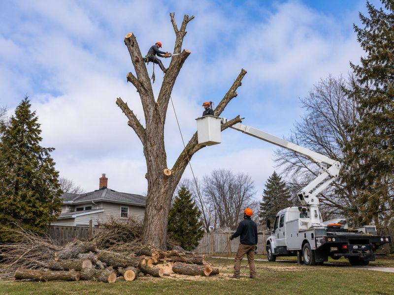 Dead Tree Removal in Montgomery County, PA