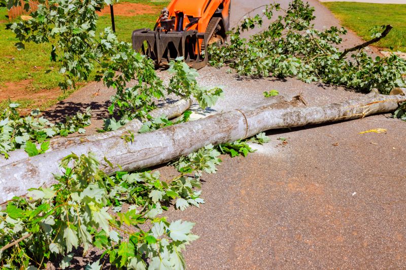Dead Tree Removal in Reno, NV