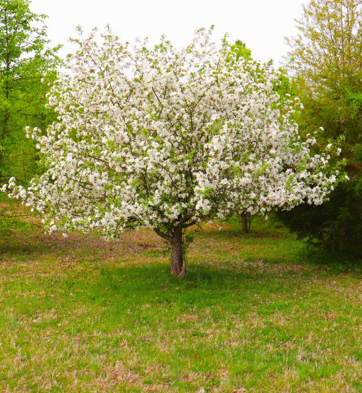 Dogwood Tree Removal in Duluth, MN