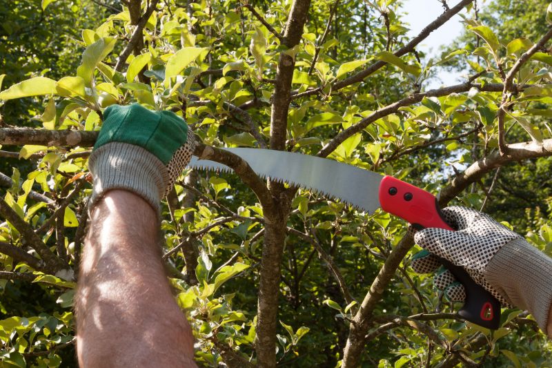 Elm Tree Removal in Aiken, SC