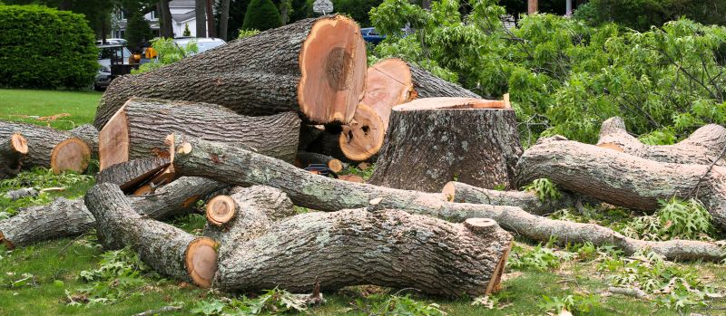 Elm Tree Removal in Bucks County, PA