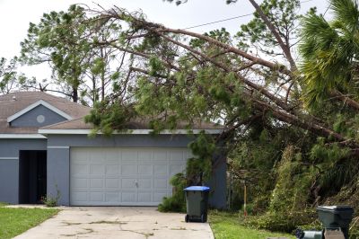 Storm Damage Tree Collapse