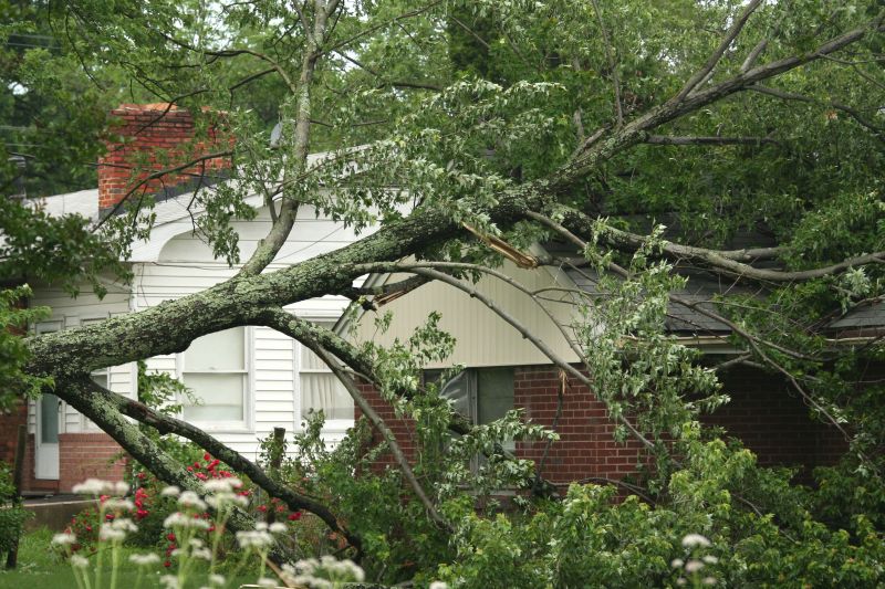 Fallen Tree Removal in Aiken, SC