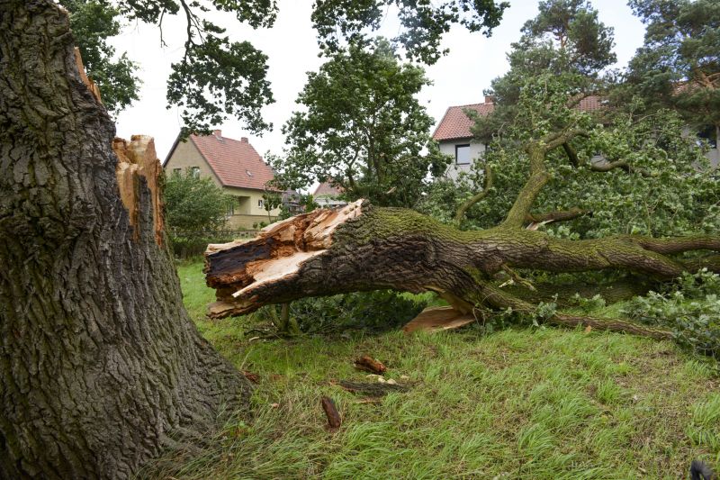 Fallen Tree Removal in Montgomery County, PA