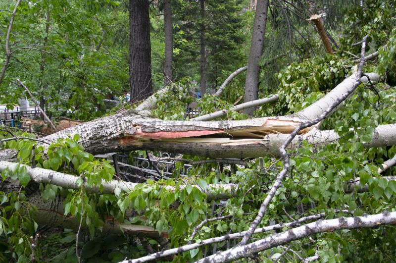 Fallen Tree Removal in Doylestown, PA