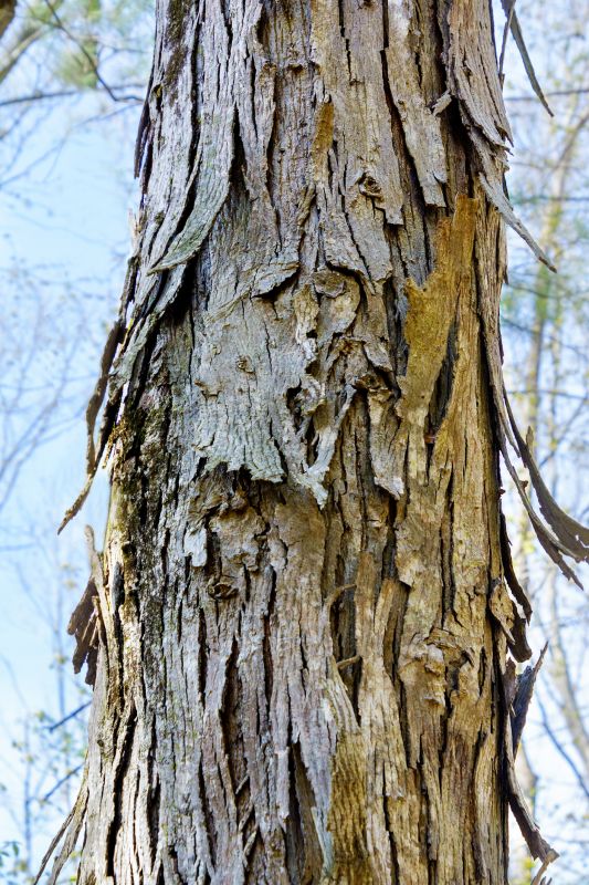 Hickory Tree Removal in Montgomery County, PA