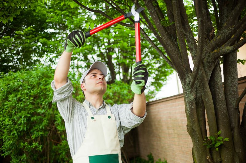 Limbs Trimming in Reno, NV