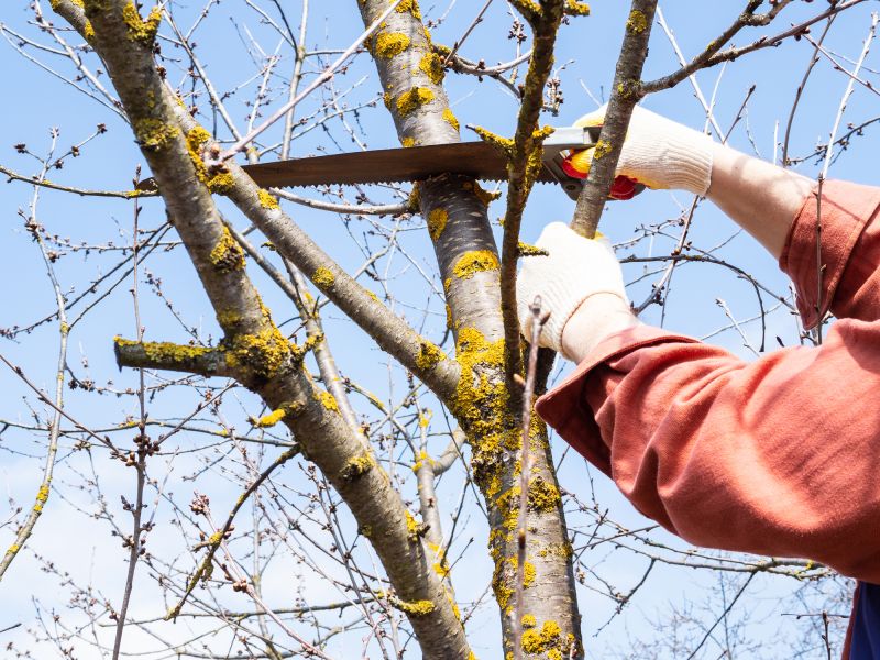 Limbs Trimming in Reno, NV