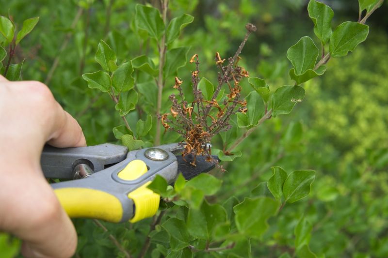 Magnolia Tree Pruning in Reno, NV