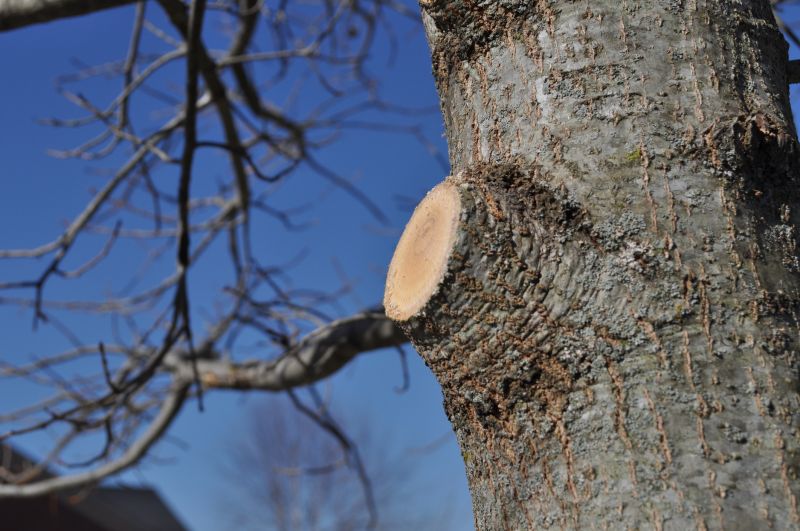 Magnolia Tree Pruning in Reno, NV
