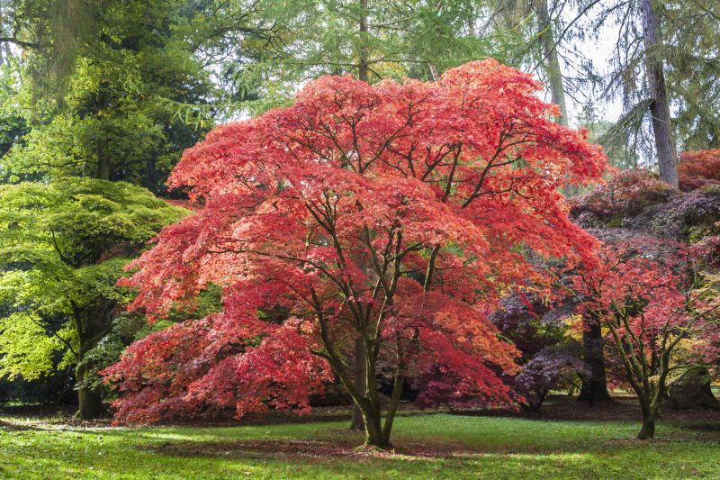 Maple Tree Removal in Aiken, SC