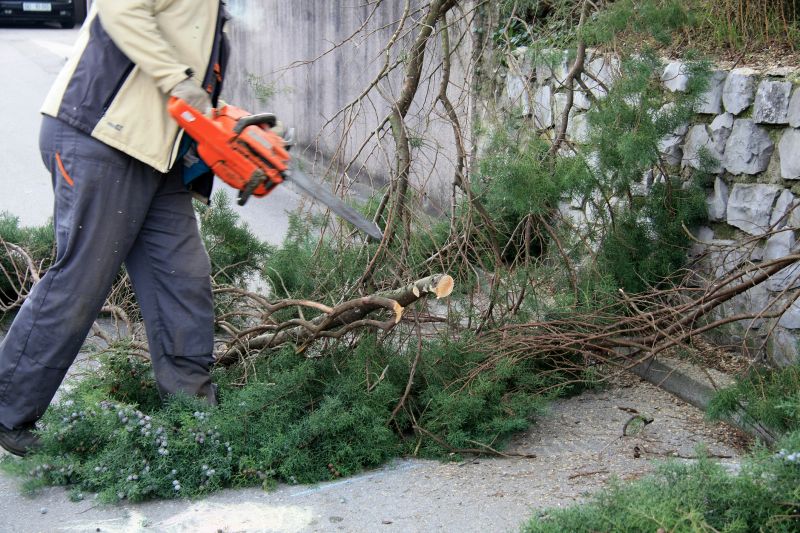 Mimosa Tree Removal in Montgomery County, PA