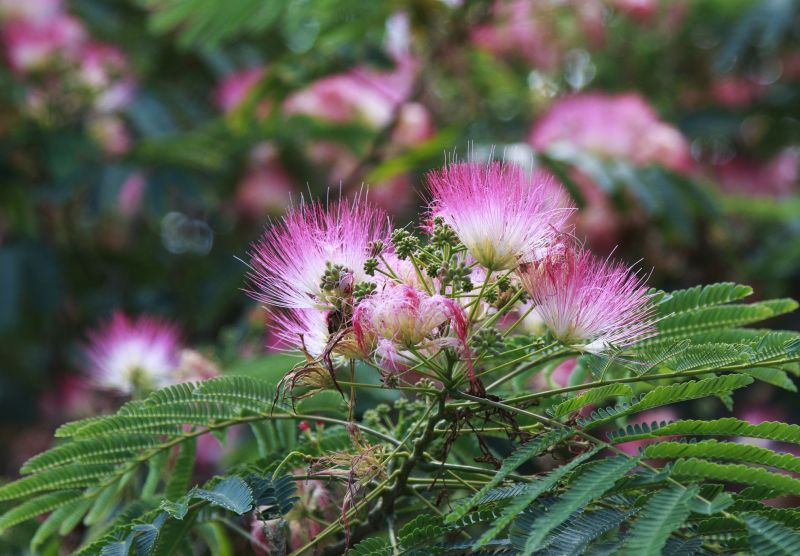 Mimosa Tree Removal in Bucks County, PA