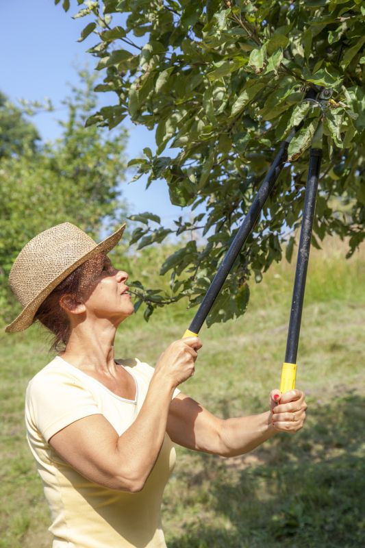 Orchard Tree Pruning in Reno, NV