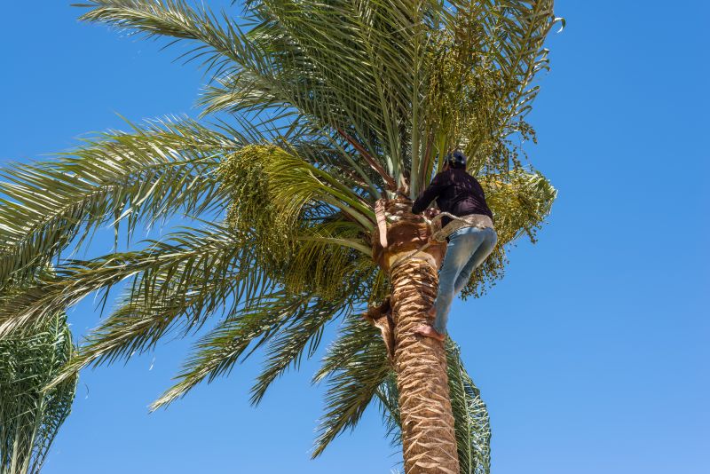 Palm Tree Removal in Bucks County, PA
