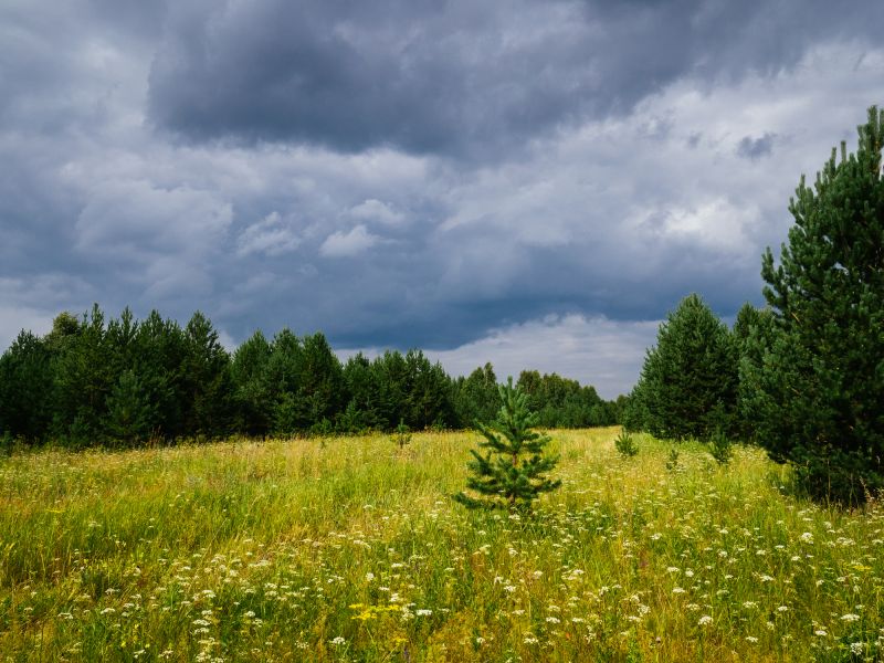 Pasture Clearing in Cumming, GA