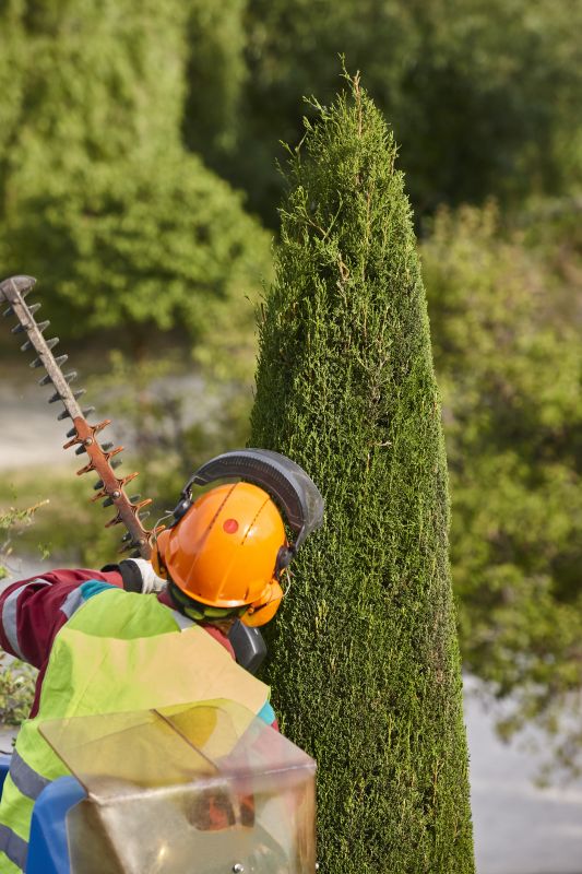 Pine Tree Trimming in Reno, NV