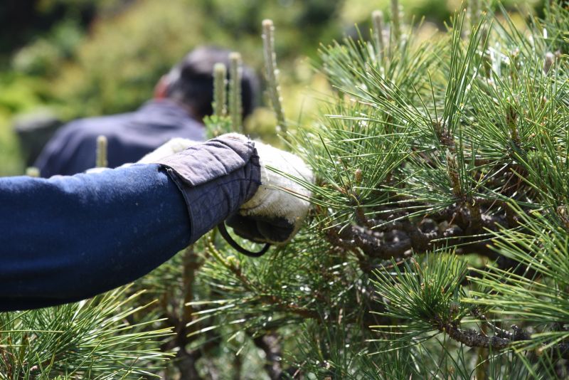 Pine Tree Trimming in Reno, NV