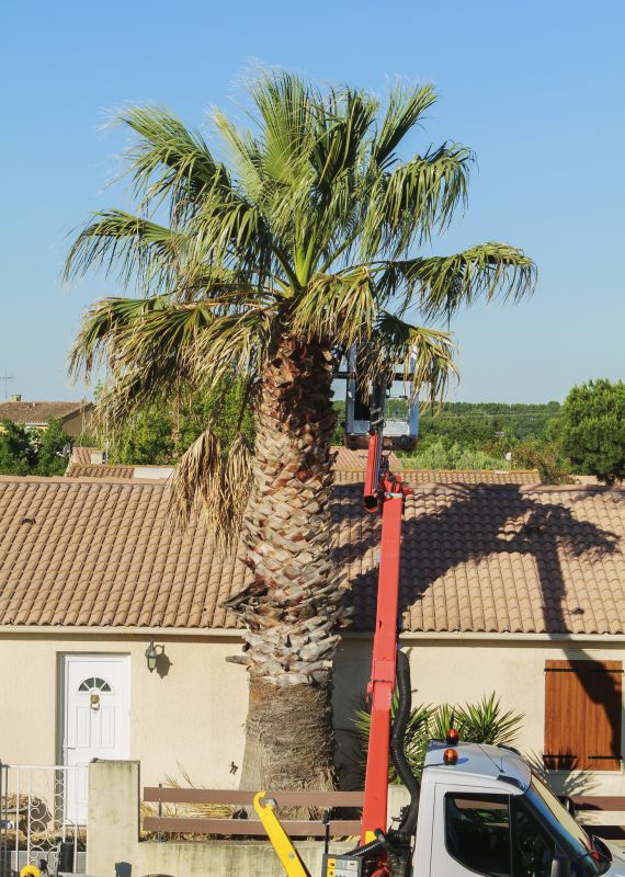 Products For Palm Tree Removals in use