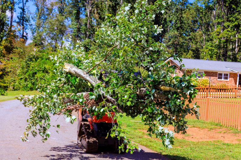 Residential Tree Service in Allentown, PA