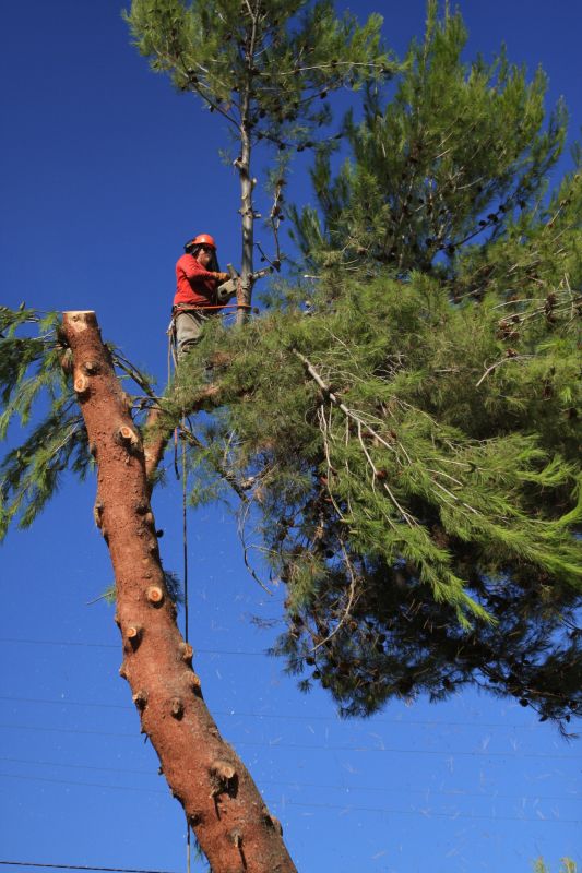 Spruce Tree Removal in Aiken, SC