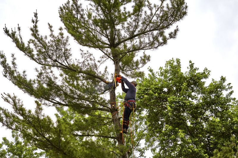 Spruce Tree Removal in Bucks County, PA