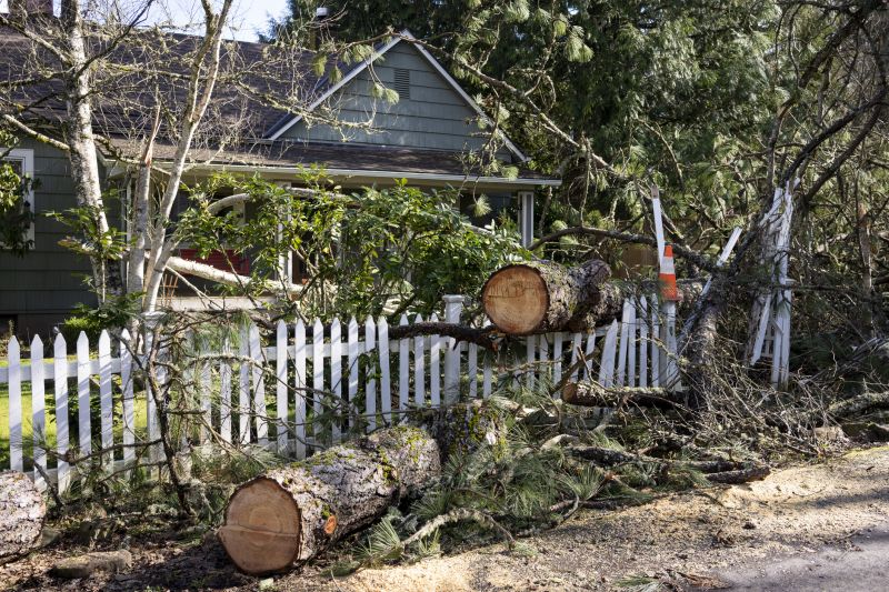 Spruce Tree Removal in Allentown, PA