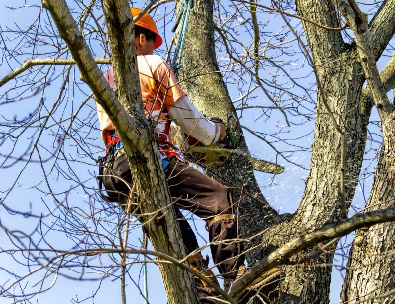 Tree Removal Service in Duluth, MN