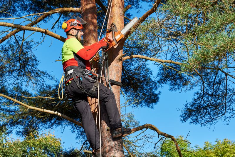 Tree Service in Allentown, PA