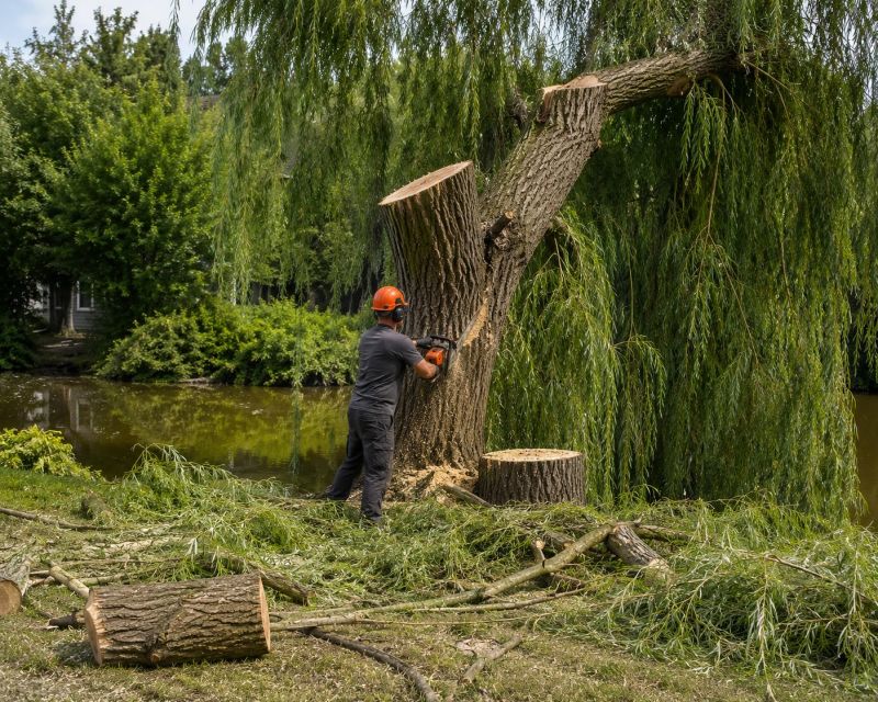 Willow Tree Removal in Bucks County, PA